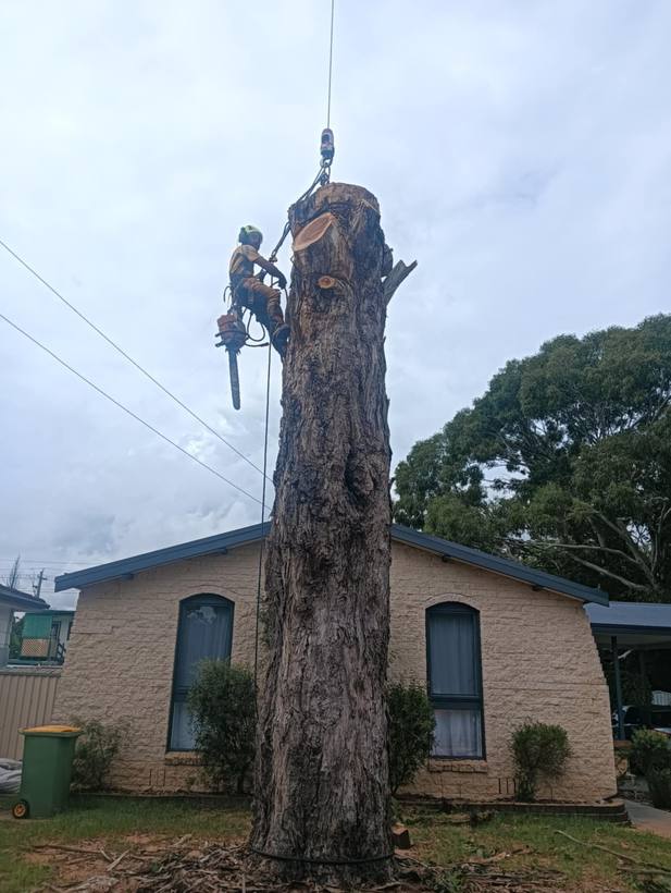 Arborist working high in the canopy on rope