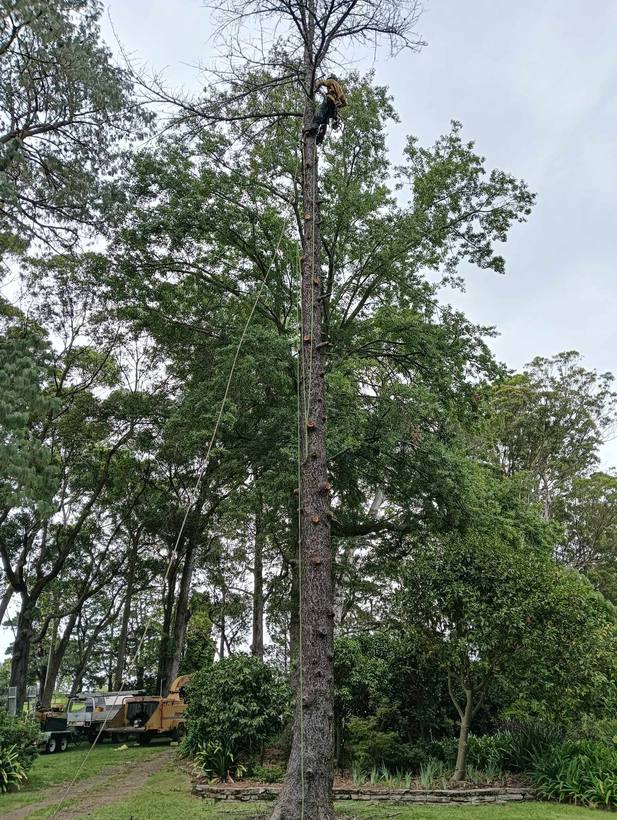 A Noble Arborist tree work