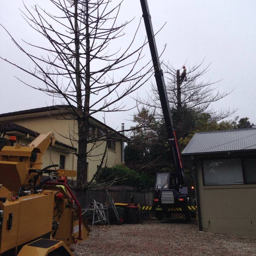 A Noble Arborist tree work