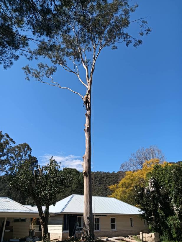 Tall gum being dismantled by a climbing arborist